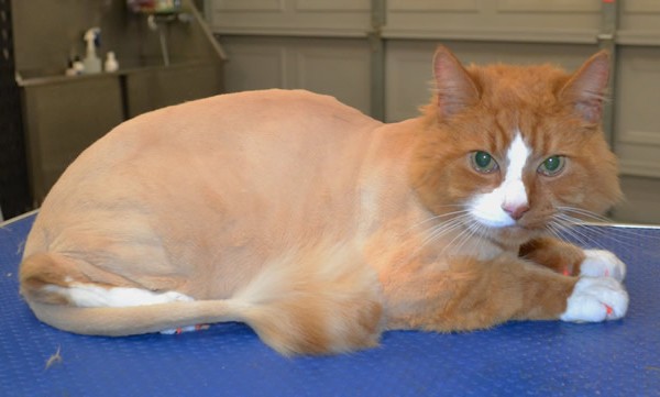 Max is a medium hair domestic.