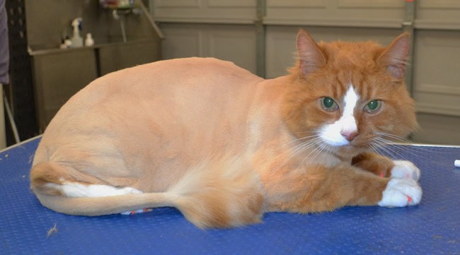 Max is a medium hair domestic.