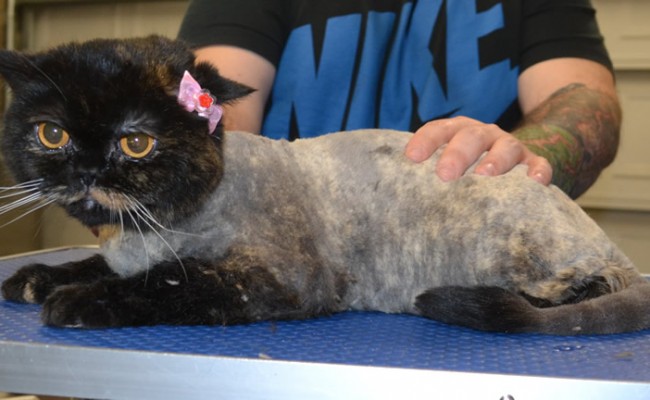 Bella is an Exotic short hair.