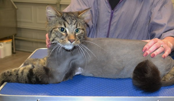 Ollie is a Med/long hair domestic.