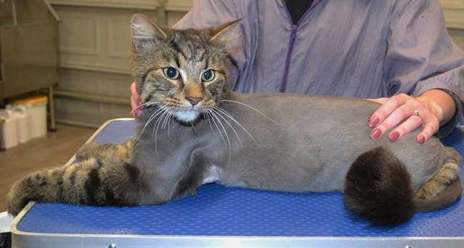 Ollie is a Med/long hair domestic.