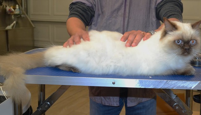 New is a Ragdoll X Himalayan.