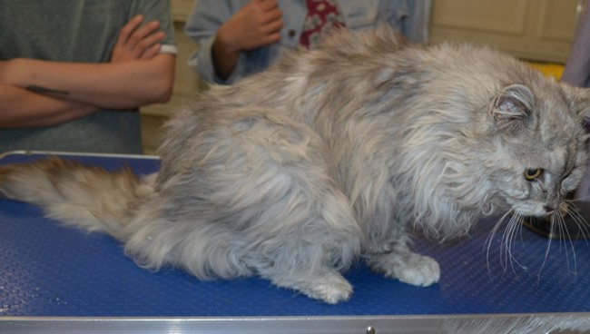 Charolette is a Chinchilla. She was saved from death row from forever friends animal rescue. I had the pleasure to groom and take the matting off her body. She purred most of the time and also enjoyed her wash n blowdry.