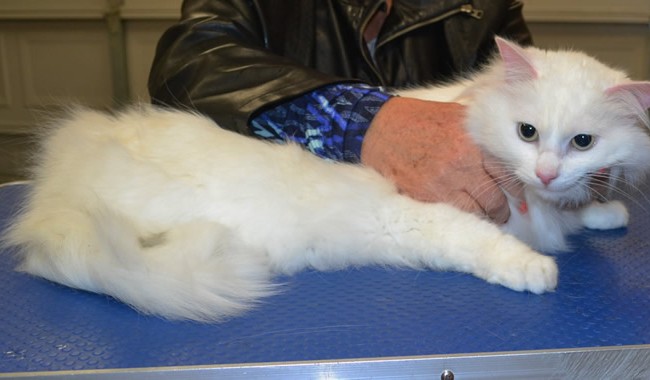 Penny is a Long hair domestic.