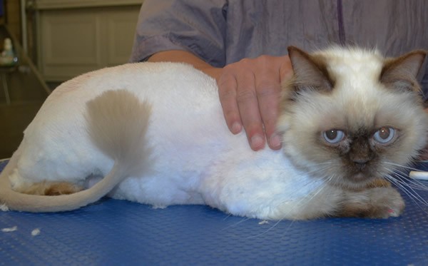 New is a Ragdoll X Himalayan.