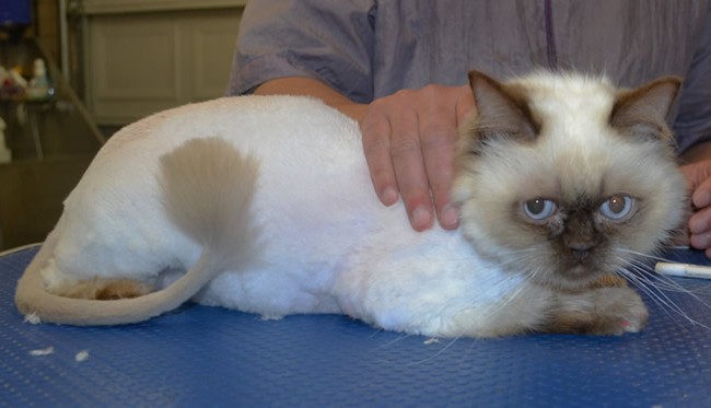 New is a Ragdoll X Himalayan.