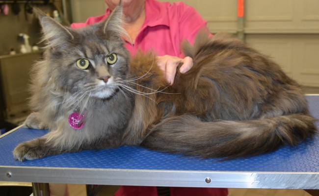 Siri is a Maine Coon.