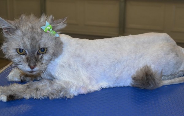 Charolette is a Chinchilla. She was saved from death row from forever friends animal rescue. I had the pleasure to groom and take the matting off her body. She purred most of the time and also enjoyed her wash n blowdry.