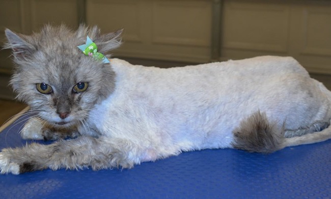 Charolette is a Chinchilla. She was saved from death row from forever friends animal rescue. I had the pleasure to groom and take the matting off her body. She purred most of the time and also enjoyed her wash n blowdry.