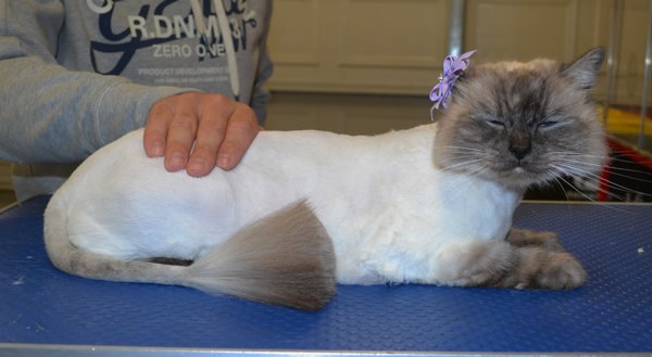 Polly is a Ragdoll.