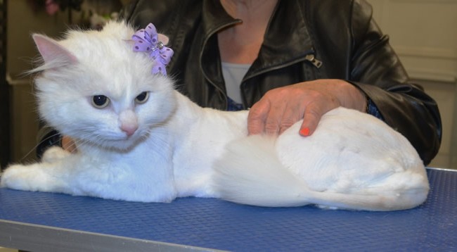 Penny is a Long hair domestic.