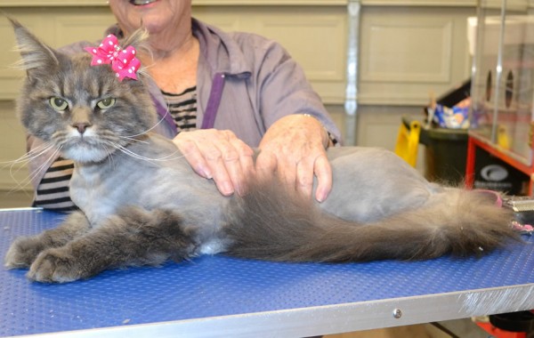 Siri is a Maine Coon.