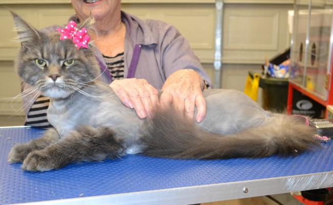 Siri is a Maine Coon.