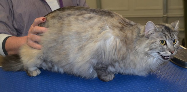 Milo is a Long Hair Domestic. She was one crazy girl!!!
