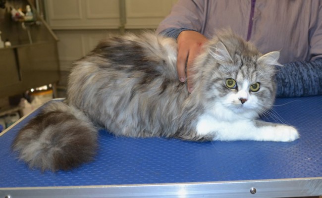 Nala is a Chinchilla X Domestic