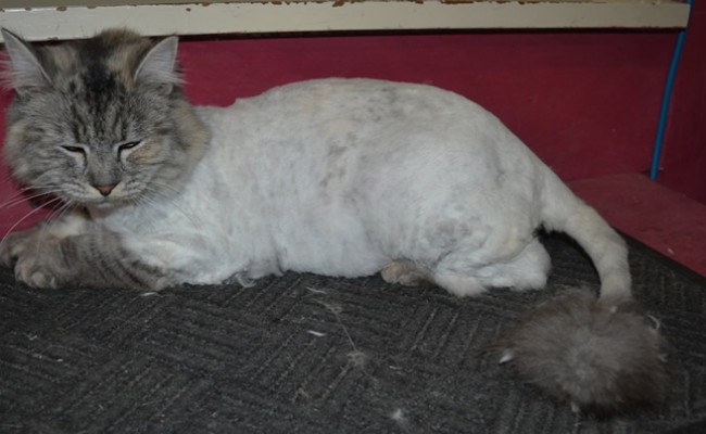 Milo is a Long Hair Domestic. She was one crazy girl!!!