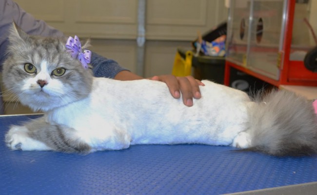 Nala is a Chinchilla X Domestic