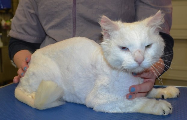 Tye is a Long Hair domestic