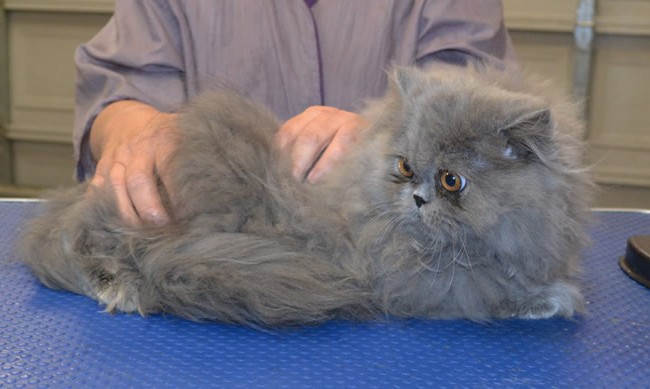 Dice is a Persian.