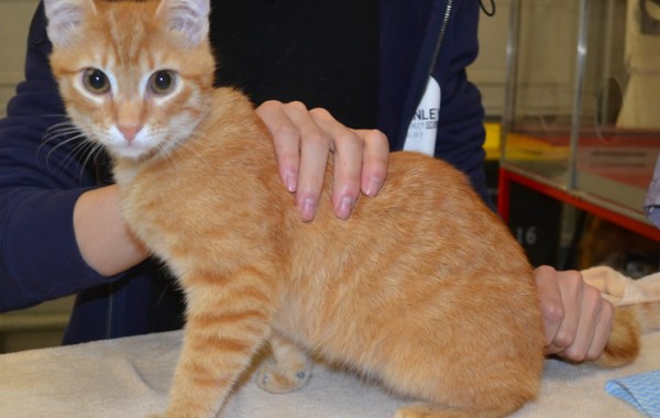 Biscuit is a short hair domestic with Silver Softpaws.