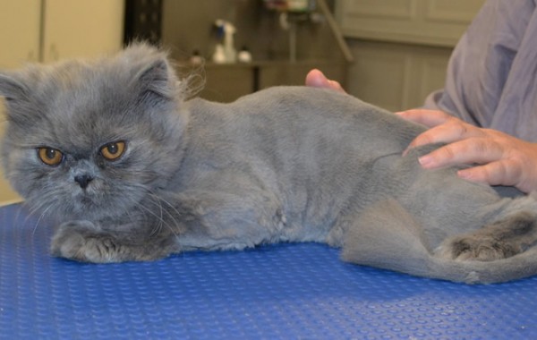 Dice is a Persian.