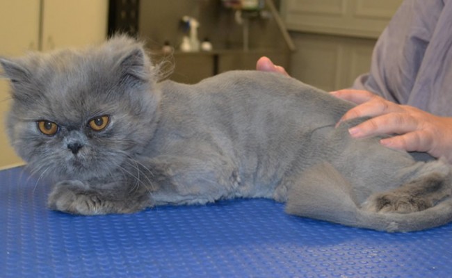 Dice is a Persian.
