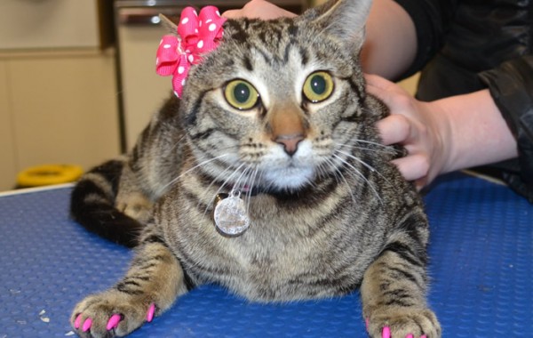 Tiger is a short hair domestic with Softpaws.