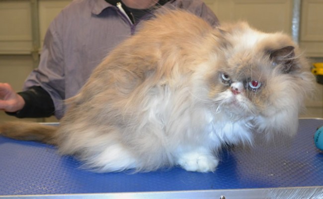 Millie’s a Persian.