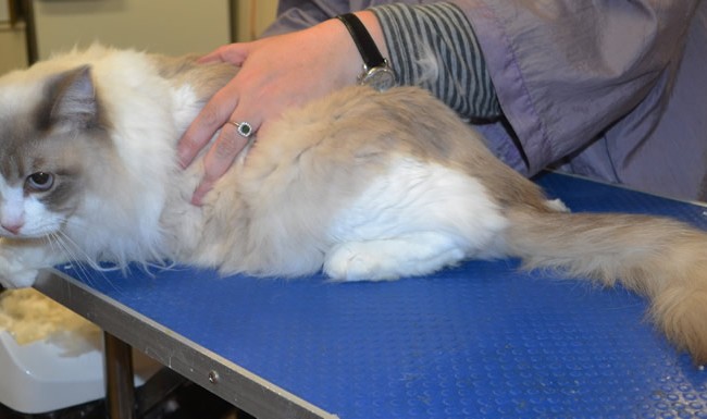 River is a Ragdoll.