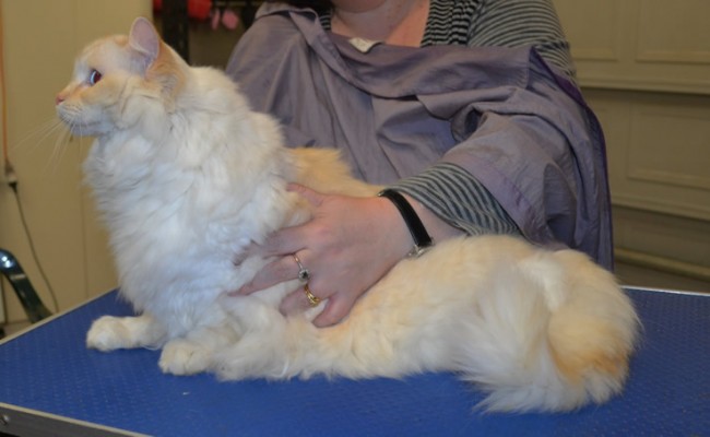 Pannini is a Ragdoll.