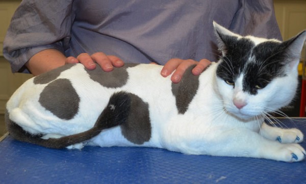 Bullet is a Short Hair Domestic and is wearing blue Softpaws.