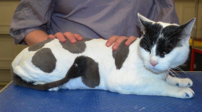 Bullet is a Short Hair Domestic and is wearing blue Softpaws.