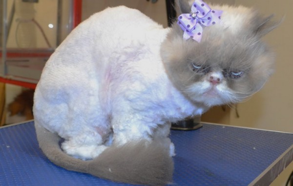 Millie’s a Persian.