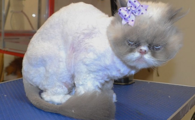 Millie’s a Persian.