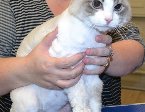 River is a Ragdoll.