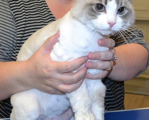 River is a Ragdoll.