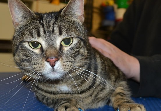 Mao is a short hair tabby and is wearing blue Softpaws.