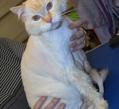 Pannini is a Ragdoll.