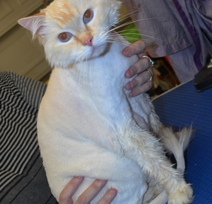 Pannini is a Ragdoll.