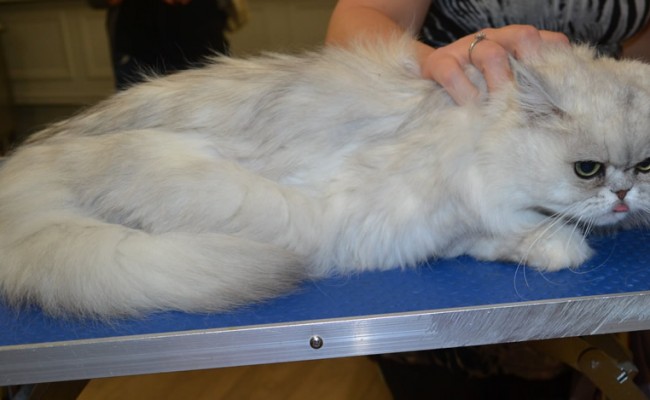 Missy is a Chinchilla.