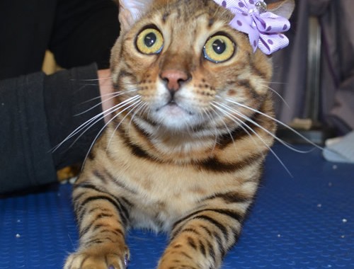 Gigi is a Bengal and is wearing Softpaws.