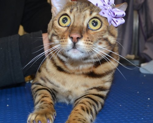 Gigi is a Bengal and is wearing Softpaws.