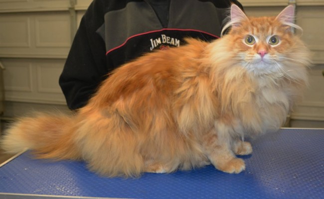 Oscar is a Long Hair Dimestic.