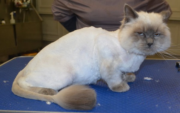 Leo is a Ragdoll.
