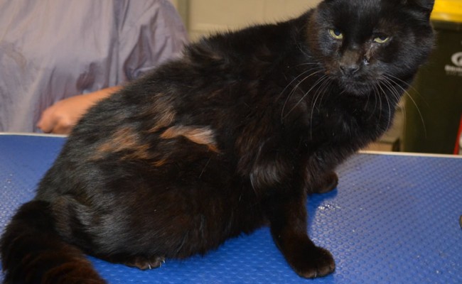 Kunta is a Medium Hair Domestic.