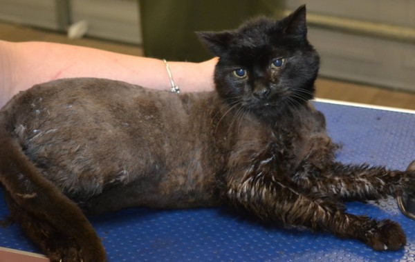 Kunta is a Medium Hair Domestic.