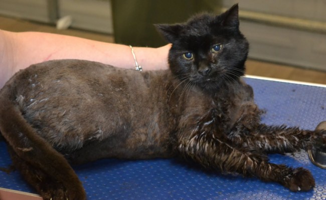 Kunta is a Medium Hair Domestic.