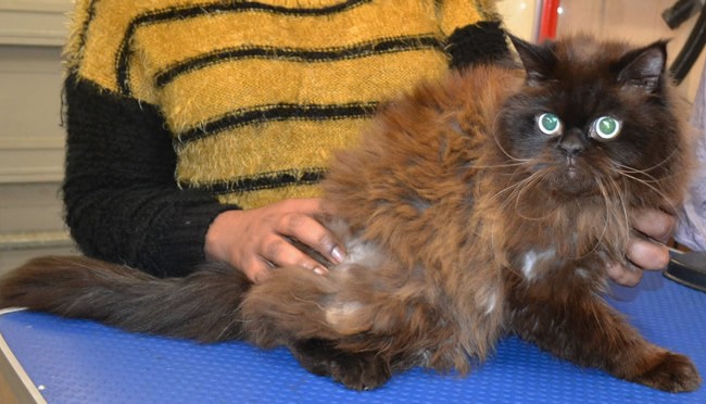 Simba is a Persian Himalayan.