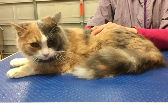 Poppy is a medium hair domestic.