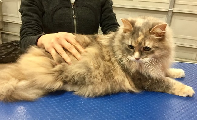 Bailey is a Siberian.